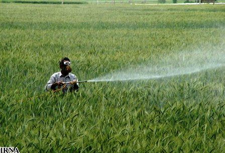 مبارزه با علفهای هرز در سطح ۲۴ هزار هکتار از مزارع چهارمحال و بختیاری