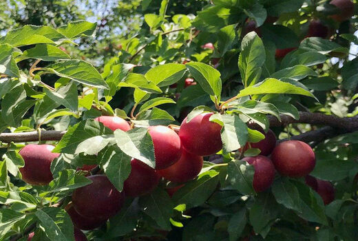 شهرستان ویژه مراغه، رتبه نخست استانی در تولید گوجه را به خود اختصاص داده است