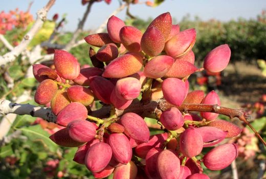 کاهش 90درصدی برداشت پسته درشهرستان نی ریز