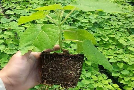 مقابله با گیاه مهاجم غیر بومی«پالونیا»