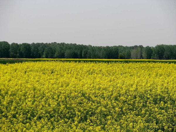 برداشت کلزا از ۲۸۳۰ هکتار از مزارع استان قزوین