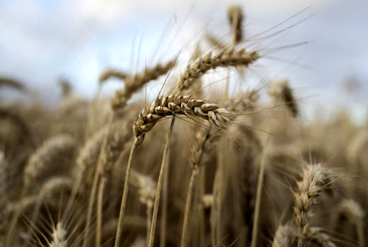 تولید غلات در آلمان کاهش می‌یابد