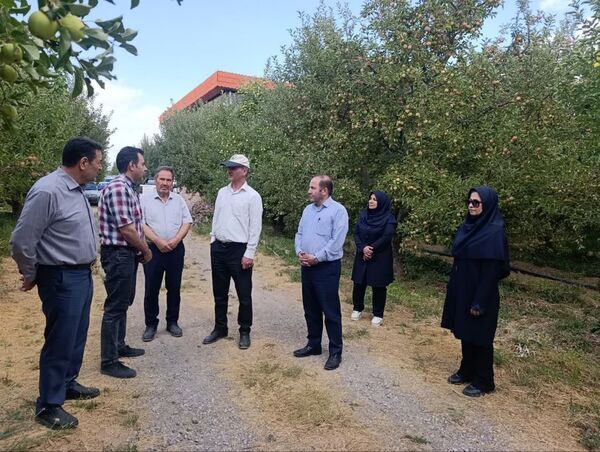 برنامه‌ریزی برای مهار لکه سیاه سیب در مراغه؛ تمرکز بر آموزش باغداران و اصلاح روش‌های مبارزه