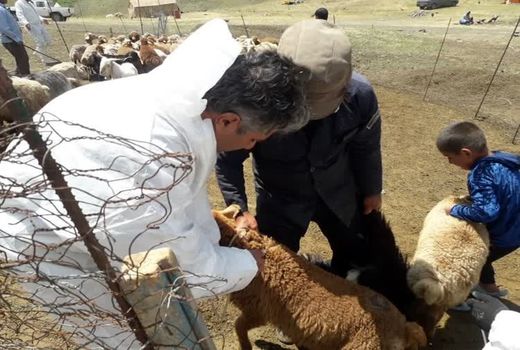 انجام واکسیناسیون بیش از 80 هزار راس دام عشایر در مناطق ییلاق بزقوش
