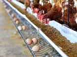 چالش‌های تأمین نهاده‌ها ادامه دارد/نیاز به توجه بیشتر مسئولین به مشکلات صنعت مرغداری