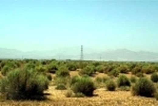 12هزار و 500 هکتار عملیات بیابان زدایی و احیای مراتع در جنوب غرب پایتخت