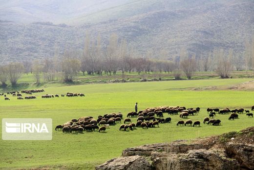 پروانه‌ چرای دام که تبدیل به طرح مرتعداری نگردد، باطل می‌شود