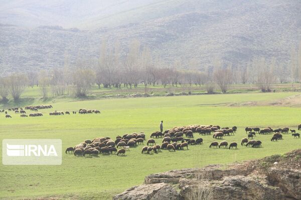 پروانه‌ چرای دام که تبدیل به طرح مرتعداری نگردد، باطل می‌شود