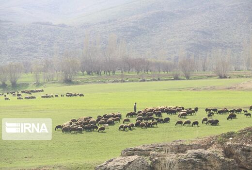 پروانه‌ چرای دام که تبدیل به طرح مرتعداری نگردد، باطل می‌شود