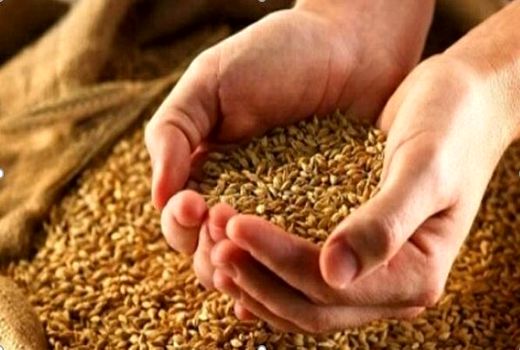 توزیع ۲۵۰ تن بذر گندم و جو اصلاح‌شده بین کشاورزان جاجرمی