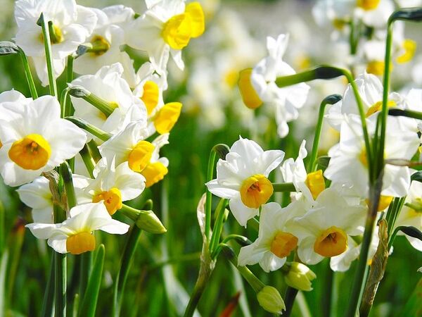شمیم عطر گل‌های نرگس خراسان جنوبی در دبی