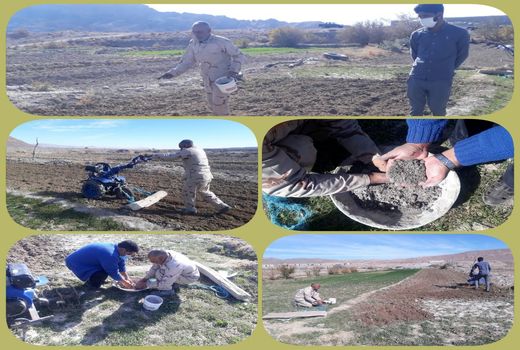 کشت گیاه  روغنی کاملینا در بخش درح شهرستان سربیشه