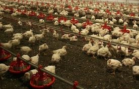 وقتی ویروس به مرغ‌داری می‌رسد تخم مرغ کم می‌شود 