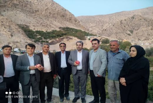 انار کهگیلویه و بویراحمد، از مارین تا جهان
