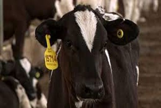 ۲۳ کانون تب سه‌روزه احشام سنگین در ایلام شناسایی شد