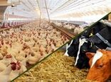 بیش از ۳۰ درصد تولیدات کشاورزی اصفهان مربوط به حوزه دام و طیور است