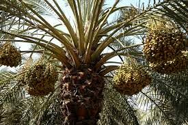 لزوم مقابله با کنه تارتن خرما در خرمشهر