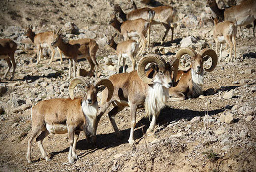 افزایش 30 درصدی جمعیت حیات‌وحش 