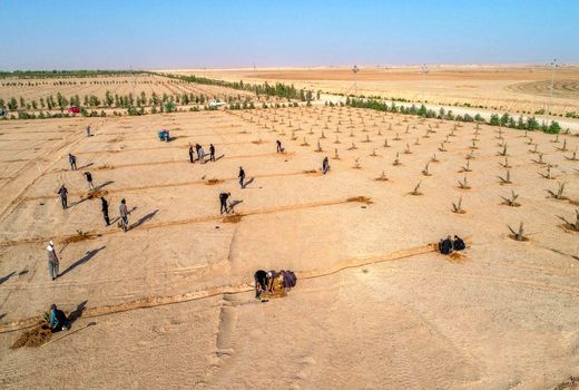 برنامه‌ریزی آستان حسینی برای کاشت یک میلیون نخل