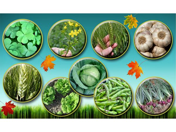 کشت محصولات پاییزه در 5700 هکتار از مزارع قائم شهر