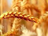 کشت بیش از ۱۰۰ هزار هکتار گندم در خراسان شمالی 