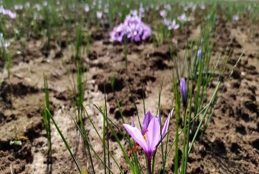 تولید 150 کیلو گرم زعفران در اقلید 