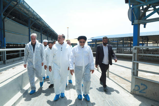  بازدید وزیر جهاد کشاورزی از نخستین مرکز تخصصی تولید و انتقال جنین از گاوهای نژاد ممتاز کشور 