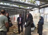 طرح کنترل بیولوژیک در مزارع، باغات و گلخانه های استان البرز اجرا شد 
