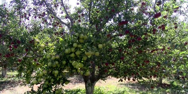 رکوردشکنی باغدار مراغهای در تولید سیب درختی