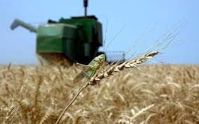   تاثیر مدیریت تغذیه بر عملکرد گندم در مزارع خرمشهر