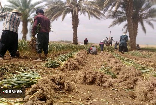 پیش بینی کشت ۶۰۰ هکتار سیر در مزارع شهداد