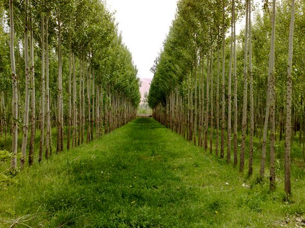 آماده سازی 5 میلیون نهال برای زراعت چوب در سال جاری 