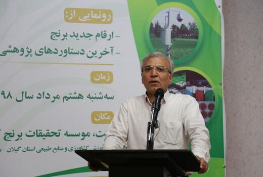 ارتقای تولید و پایداری برنج با زنجیره تولید امکان پذیر است