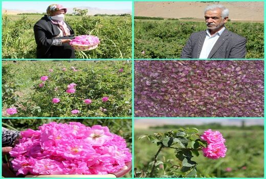 نخستین کارخانه فرآوری گل محمدی لرستان امسال بهره‌برداری می‌شود
