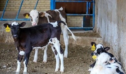 آیین‌نامه الزام «بیمه فراگیر دام» در حال تدوین است