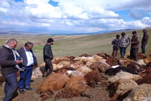 تلف شدن ۱۱۷ رأس گوسفند بر اثر صاعقه در روستای ساری‌ یاقان شهرستان اهر