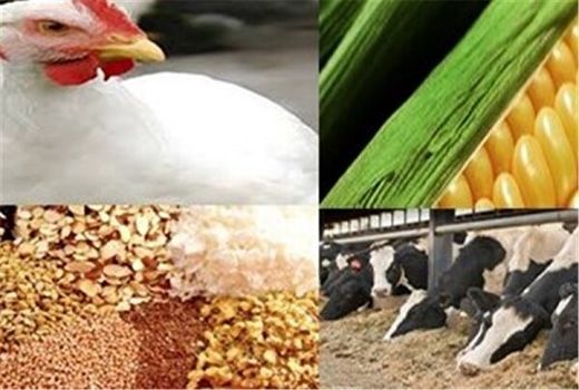 تامین ۴۰ درصدی نهاده های طیور و توزیع در مرغداری های استان اصفهان