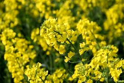 پایان کشت کلزا در خرمشهر