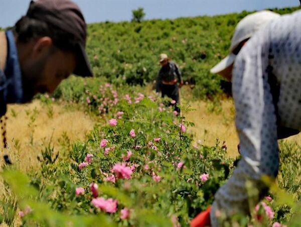 کشت گیاهان دارویی فرصت طلایی سرمایه گذاری در  چهارمحال و بختیاری