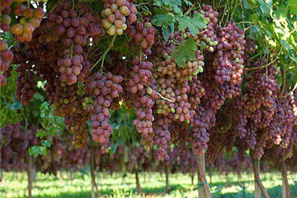 احداث اولین تاکستان داربستی در نی ریز