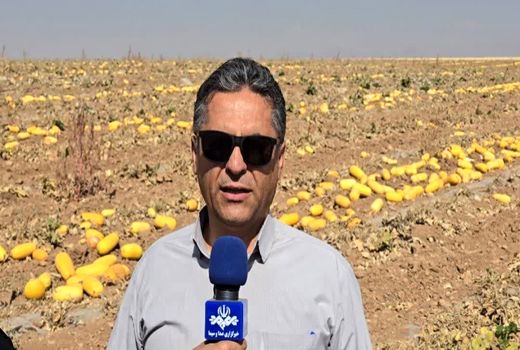 آغاز برداشت کدو آجیلی از مزارع چهارمحال و بختیاری