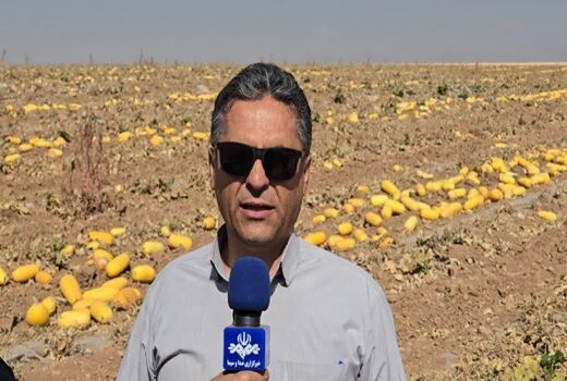 آغاز برداشت کدو آجیلی از مزارع چهارمحال و بختیاری