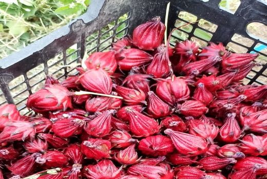 برداشت گیاه دارویی چای ترش در فسا