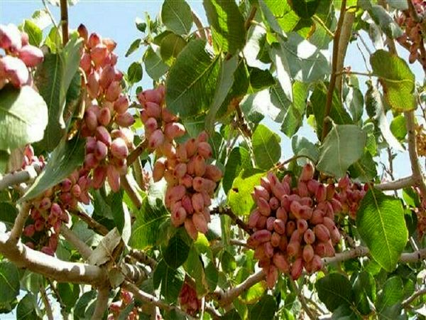 آغاز برداشت پسته از شهرستان گیلانغرب