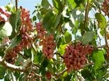 آغاز برداشت پسته از شهرستان گیلانغرب