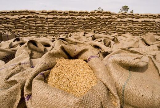 اشتیاق گندم‌کاران به فروش گندم به دولت با افزایش قیمت خرید