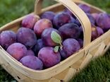 افزایش ۱۵ درصدی تولید آلو در چهار محال وبختیاری