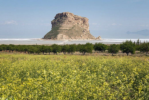 توسعه کشت محصولات کم ‌آب بر  همچون سنجد در حوضه آبریز دریاچه ارومیه