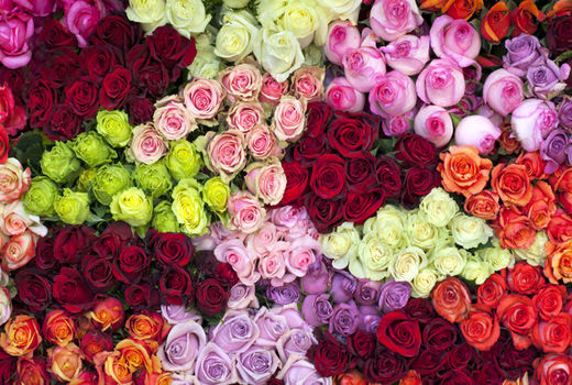 صادرات 22.7 میلیون دلاری گل و گیاه در سال 96