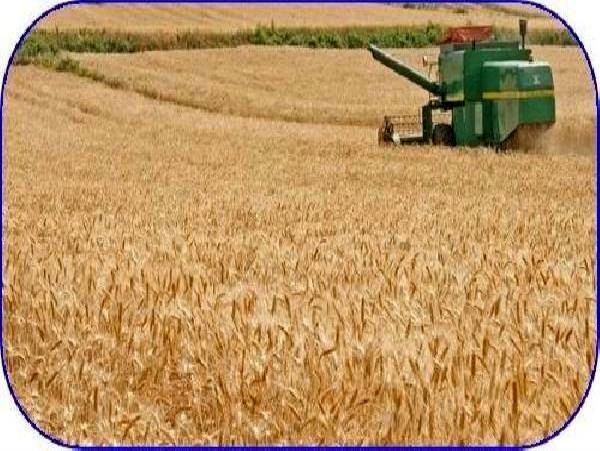 آغاز برداشت 11هزارتنی گندم در میاندورود